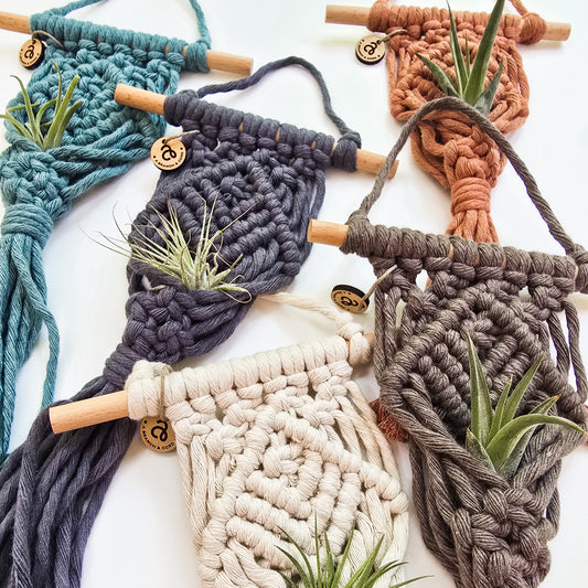 Collection of colorful macrame air plant hangers with wooden sticks and air plants on a white background