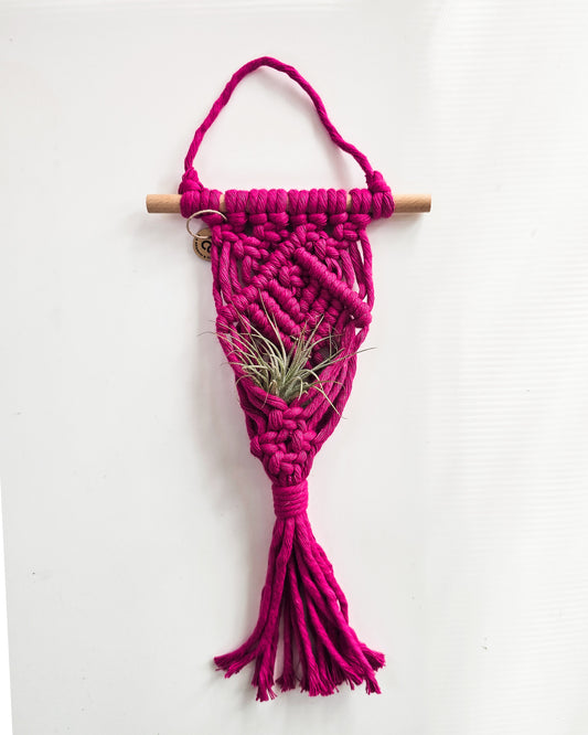 Macrame Air Plant Hanger