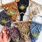 Macrame Air Plant Hanger