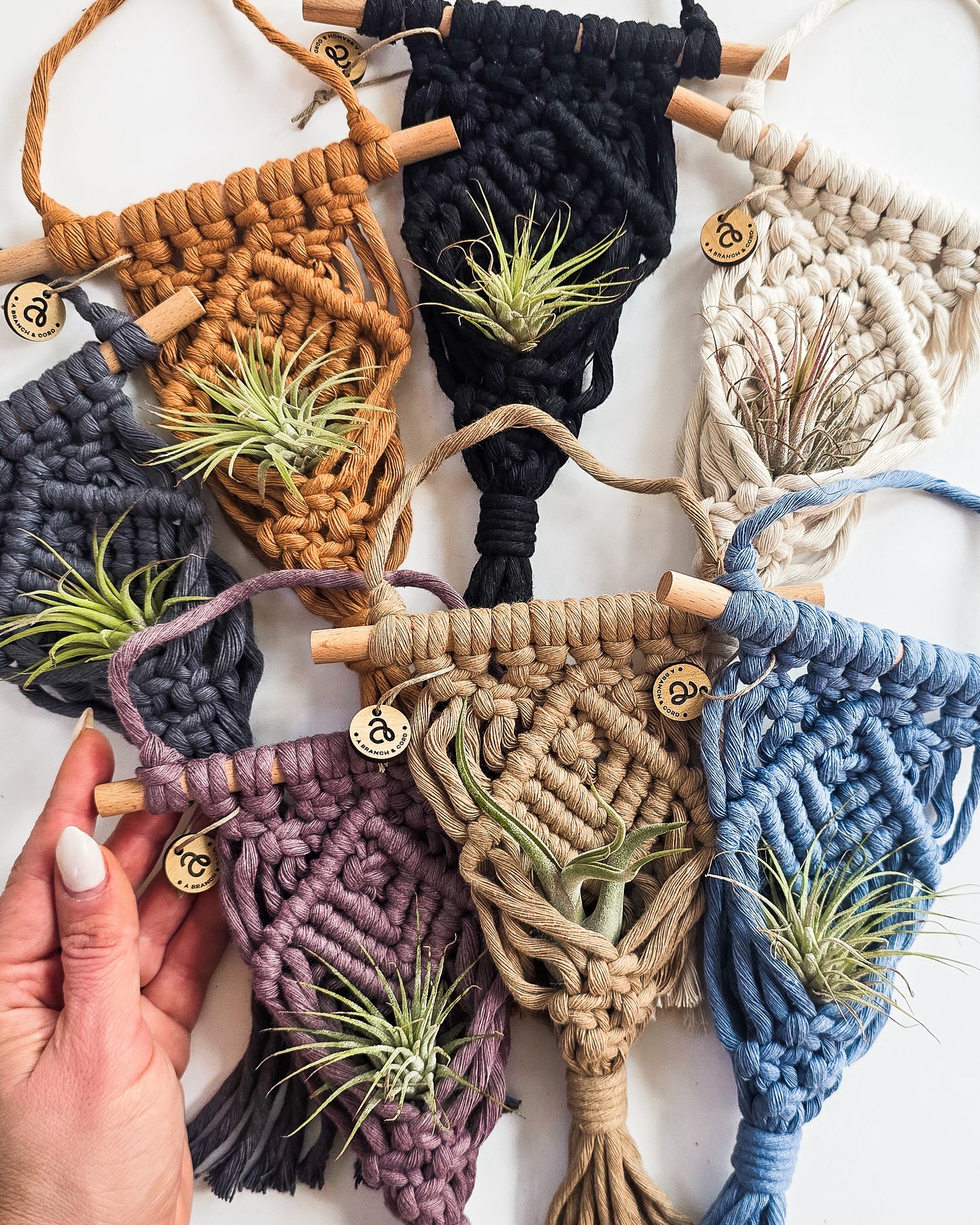 macrame air plant hanger Macrame Air Plant Hanger – A Branch & Cord
