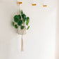 Macrame Hanging Planter
